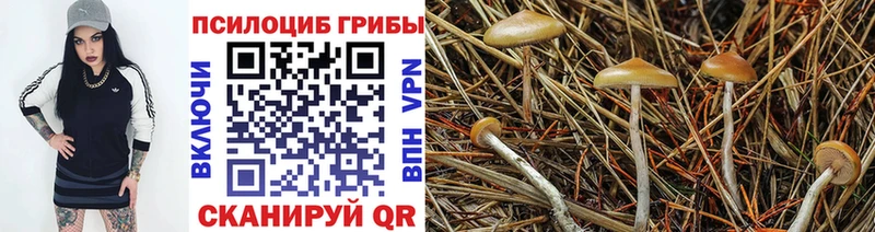Купить  Михайлов  Псилоцибиновые грибы GOLDEN TEACHER 